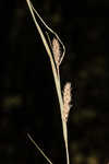 Woolly sedge